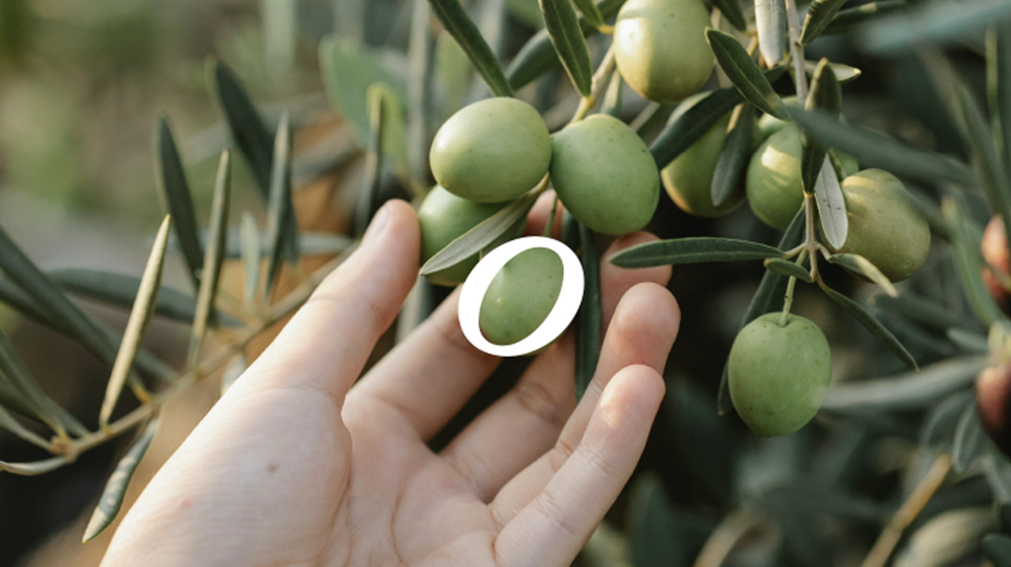 Premium olive oil packaging design for MASOLEA