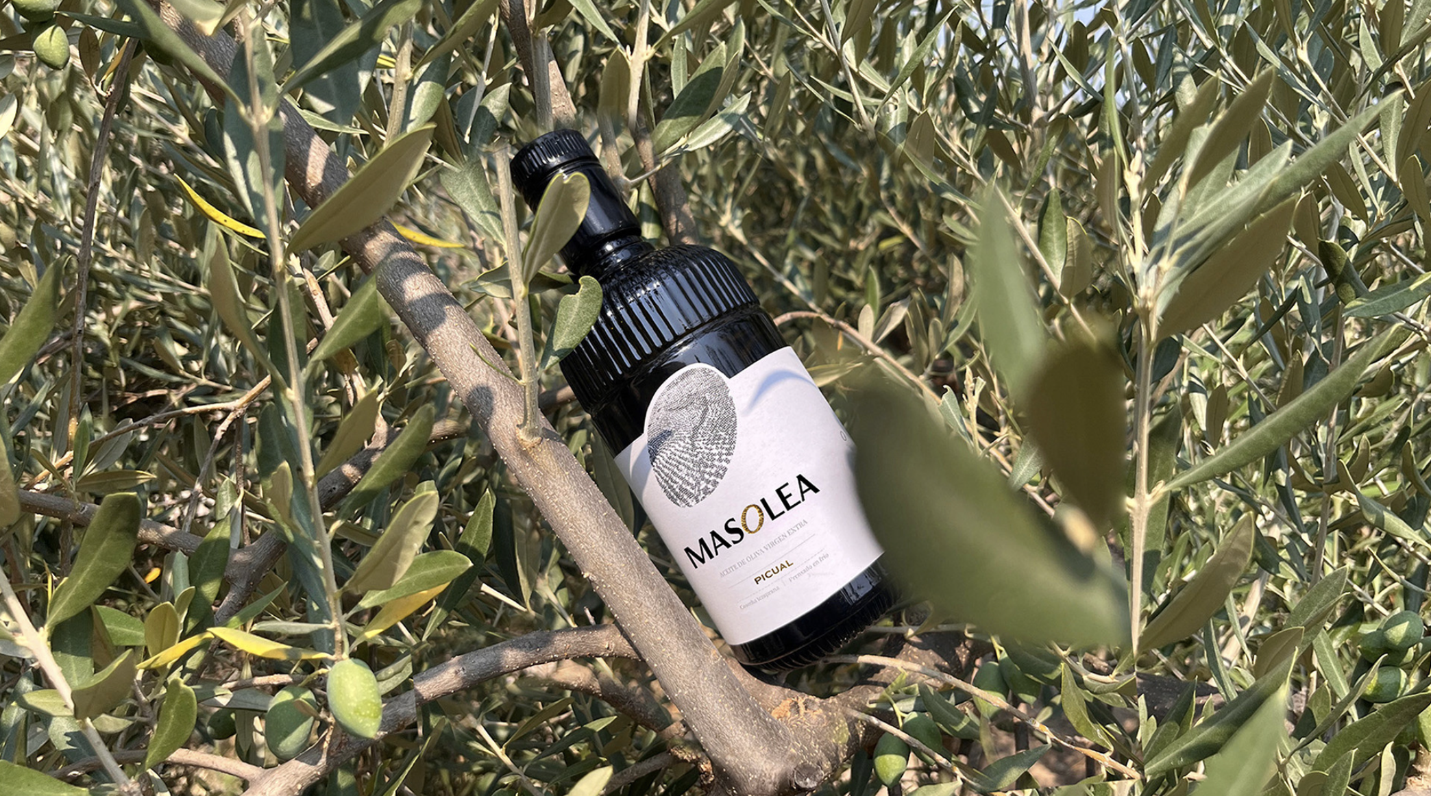 Premium olive oil packaging design for MASOLEA